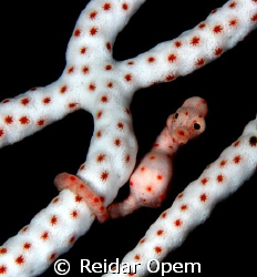 Hippocampus Denise in white variaton.
The size is betwee... by Reidar Opem 